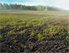 Black Soil