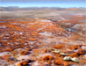 Lichen Fields