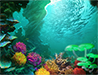 Teeming Reef